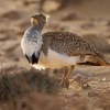 Drop hrivnaty - Chlamydotis undulata - Houbara Bustard o1798